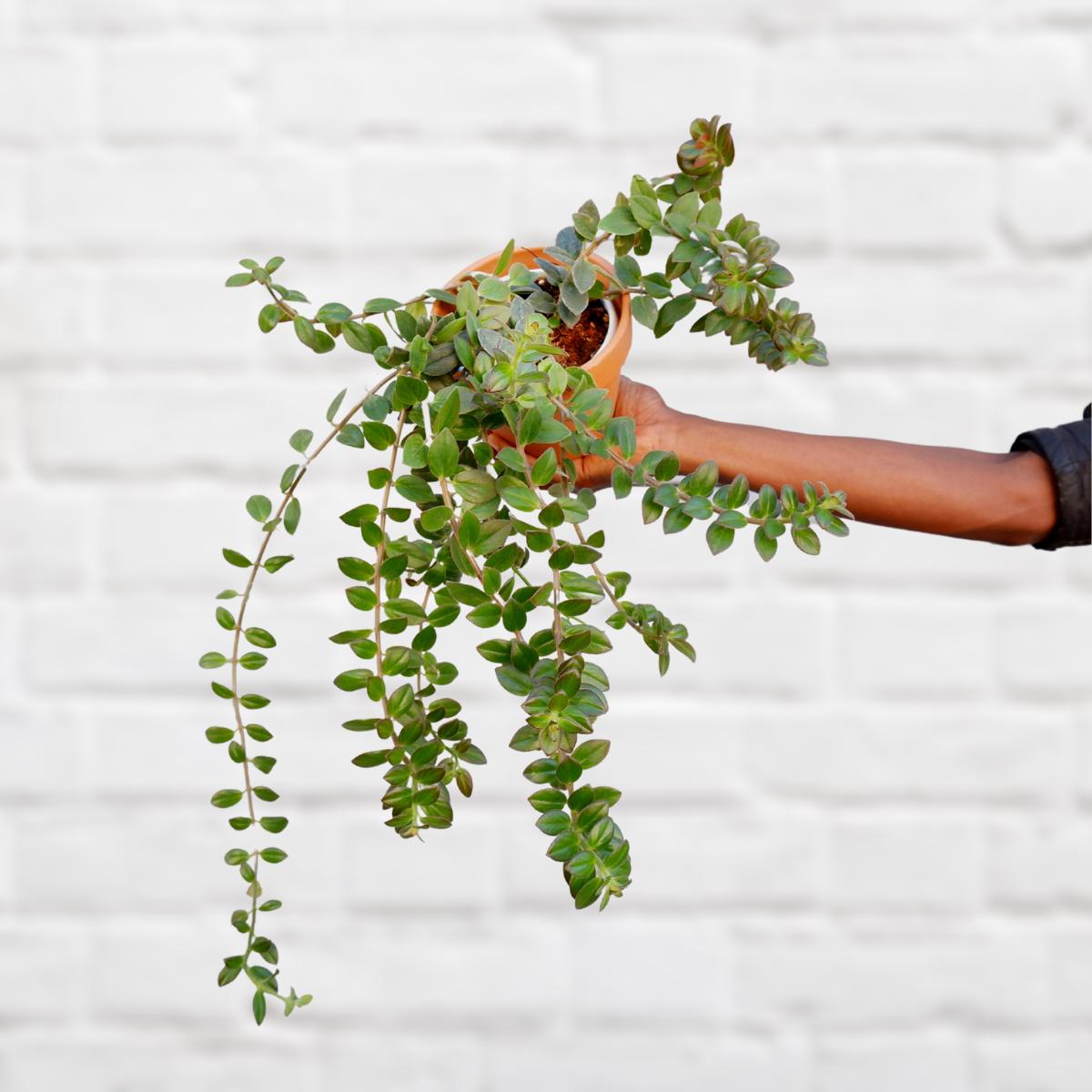 Flying Goldfish Plant