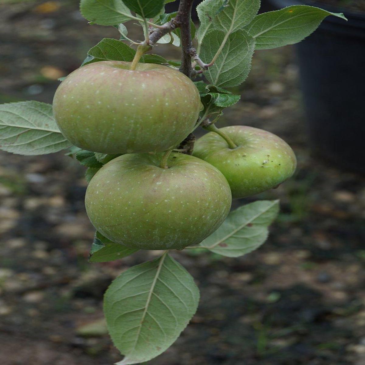 Fuji Apple Semi-Dwarf Tree
