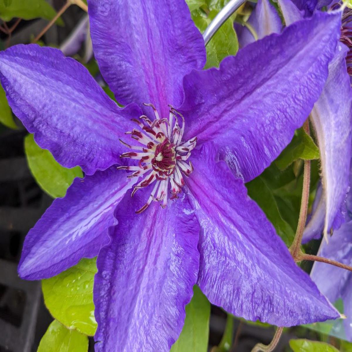 Lindsay Clematis (Clematis lindsay) - 1 gallon
