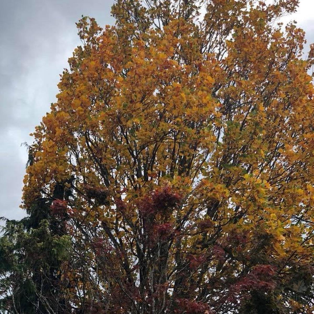 Liriodendron tulipifera Fastigiatum