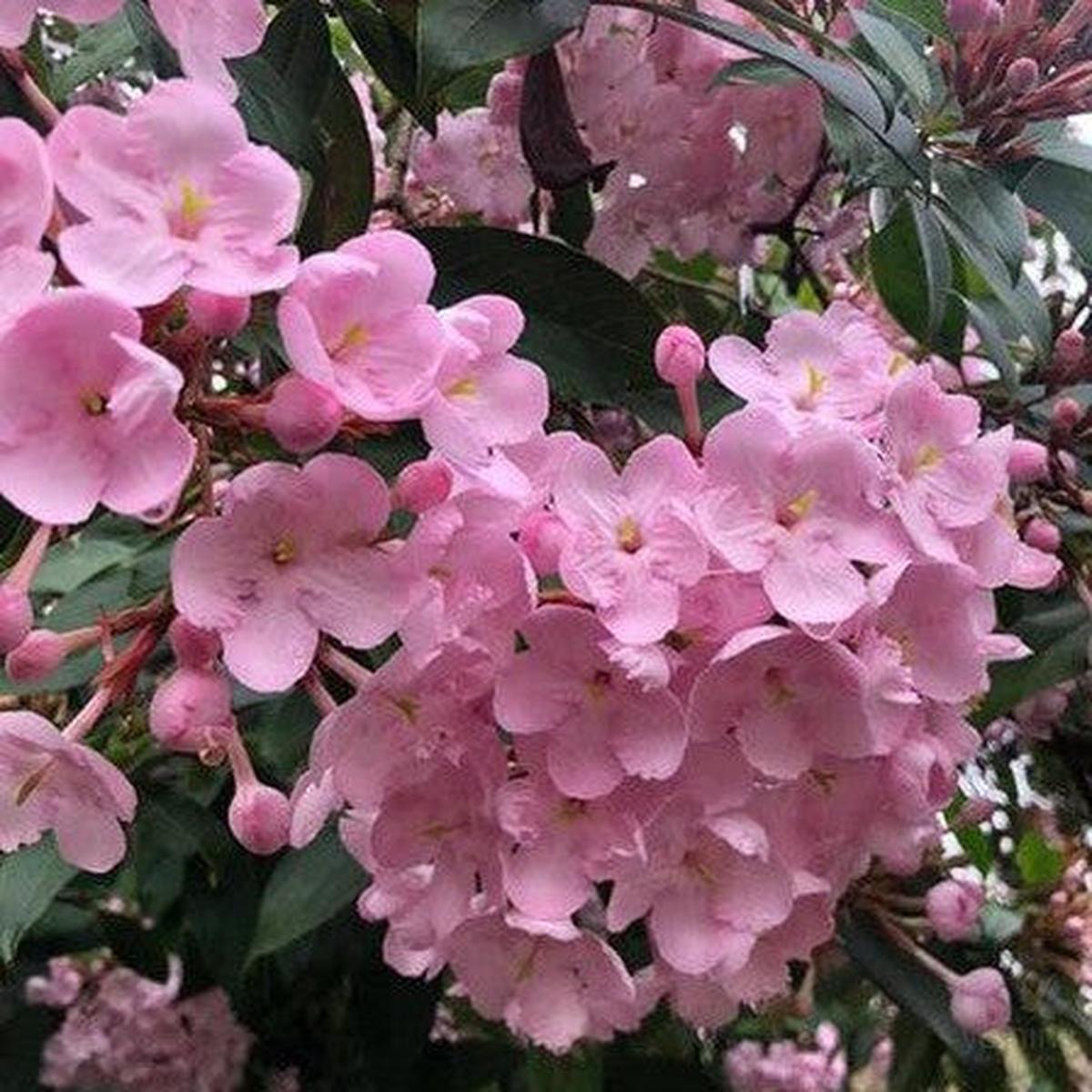 Luculia pinceana Pink Spice