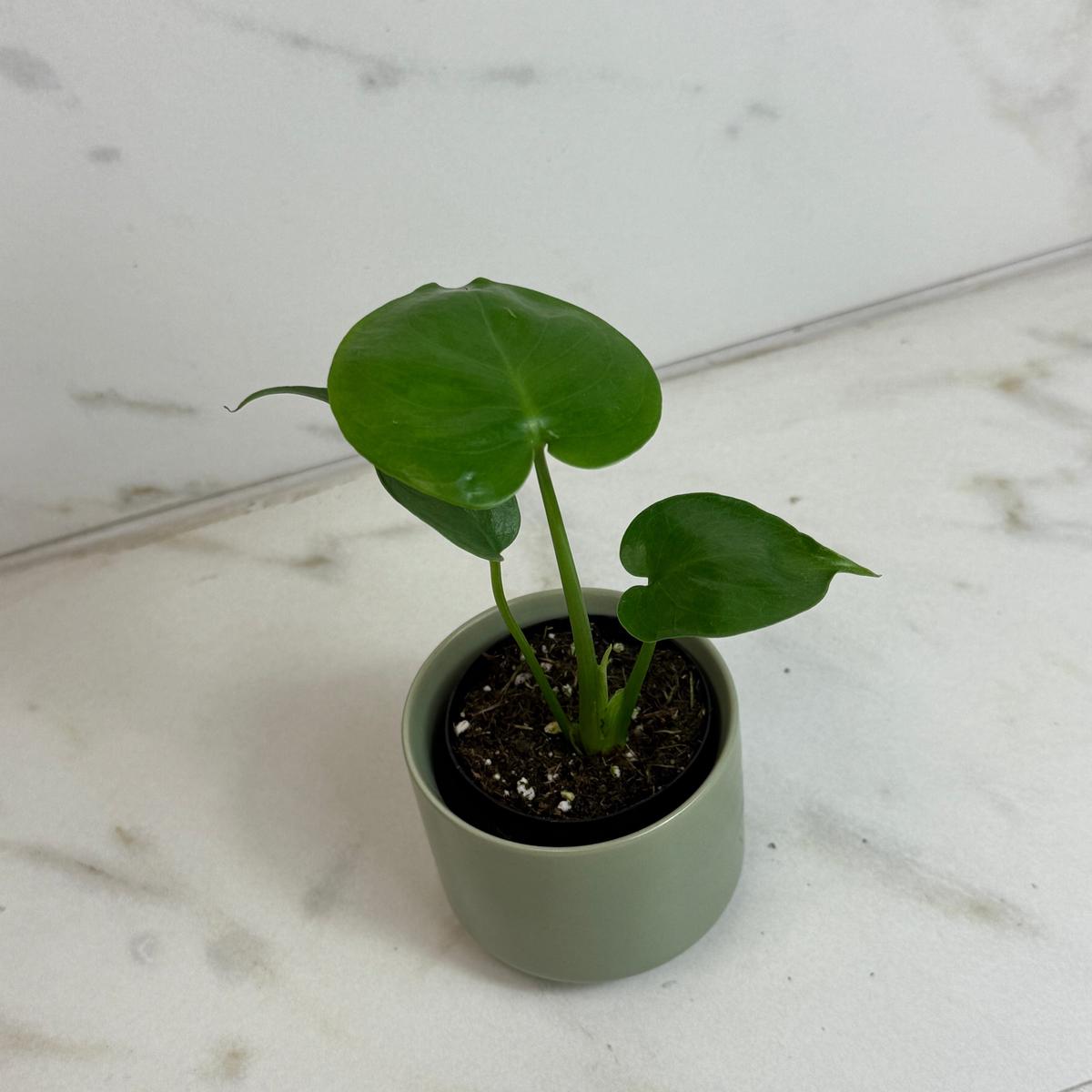 Monstera Deliciosa Split Leaf, 2" Plant