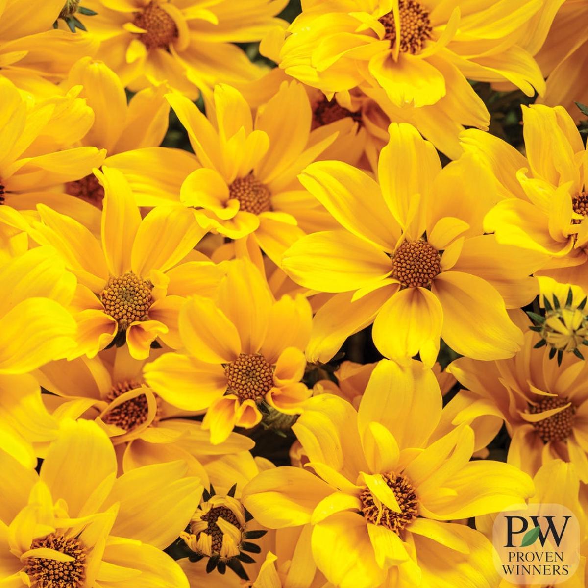 Proven Winners Bidens 'Goldilocks Rocks' 4.5"