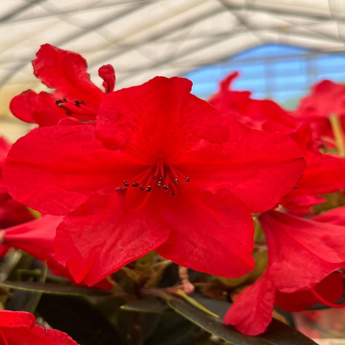 Rhododendron 'Vulcan Flame' 15-18''