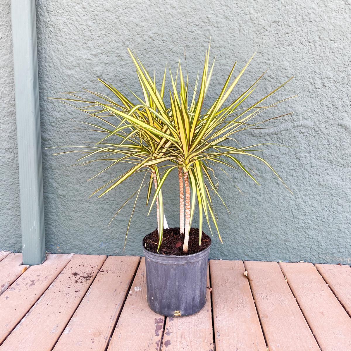 10" Dracaena 'Kiwi'