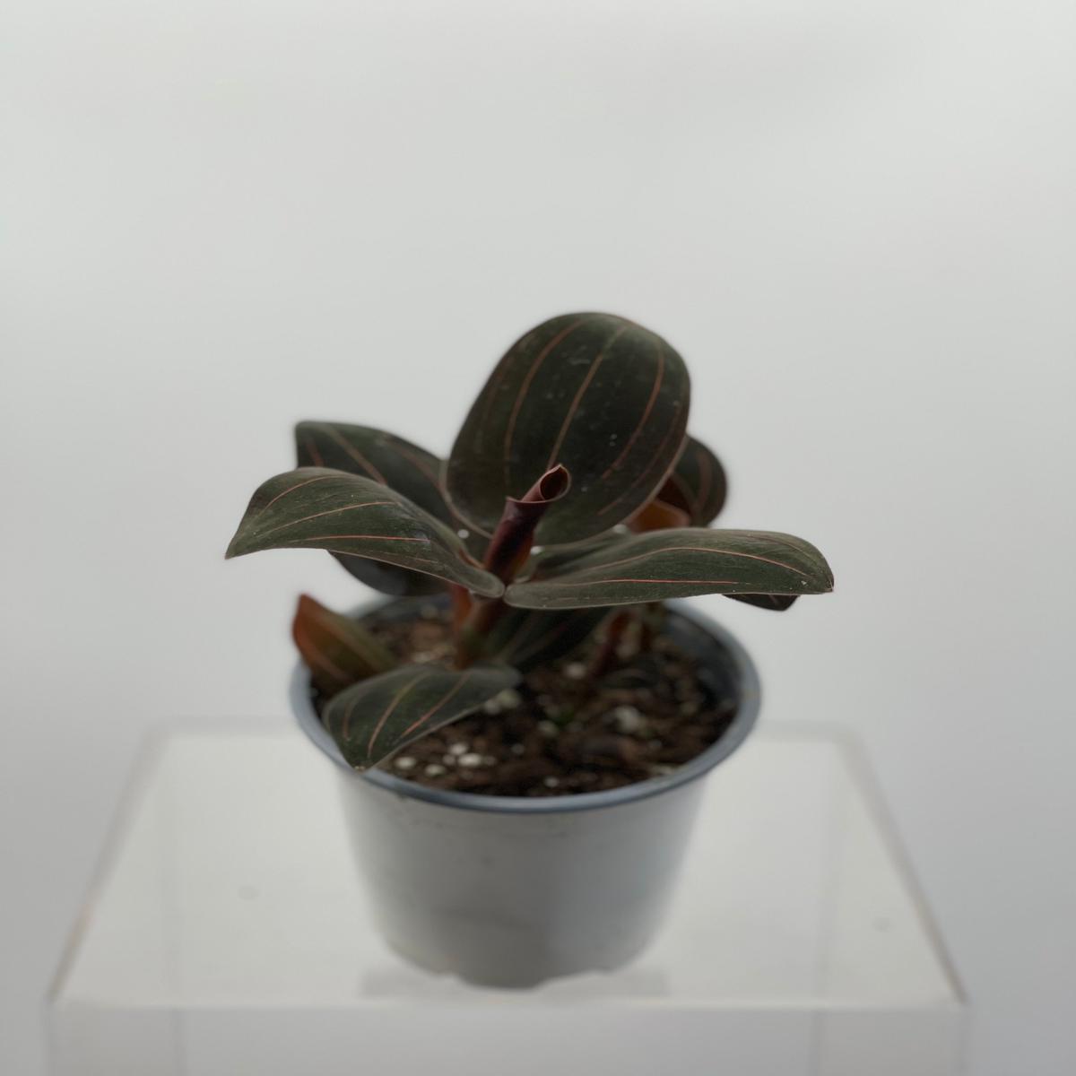 4" Jewel Orchid