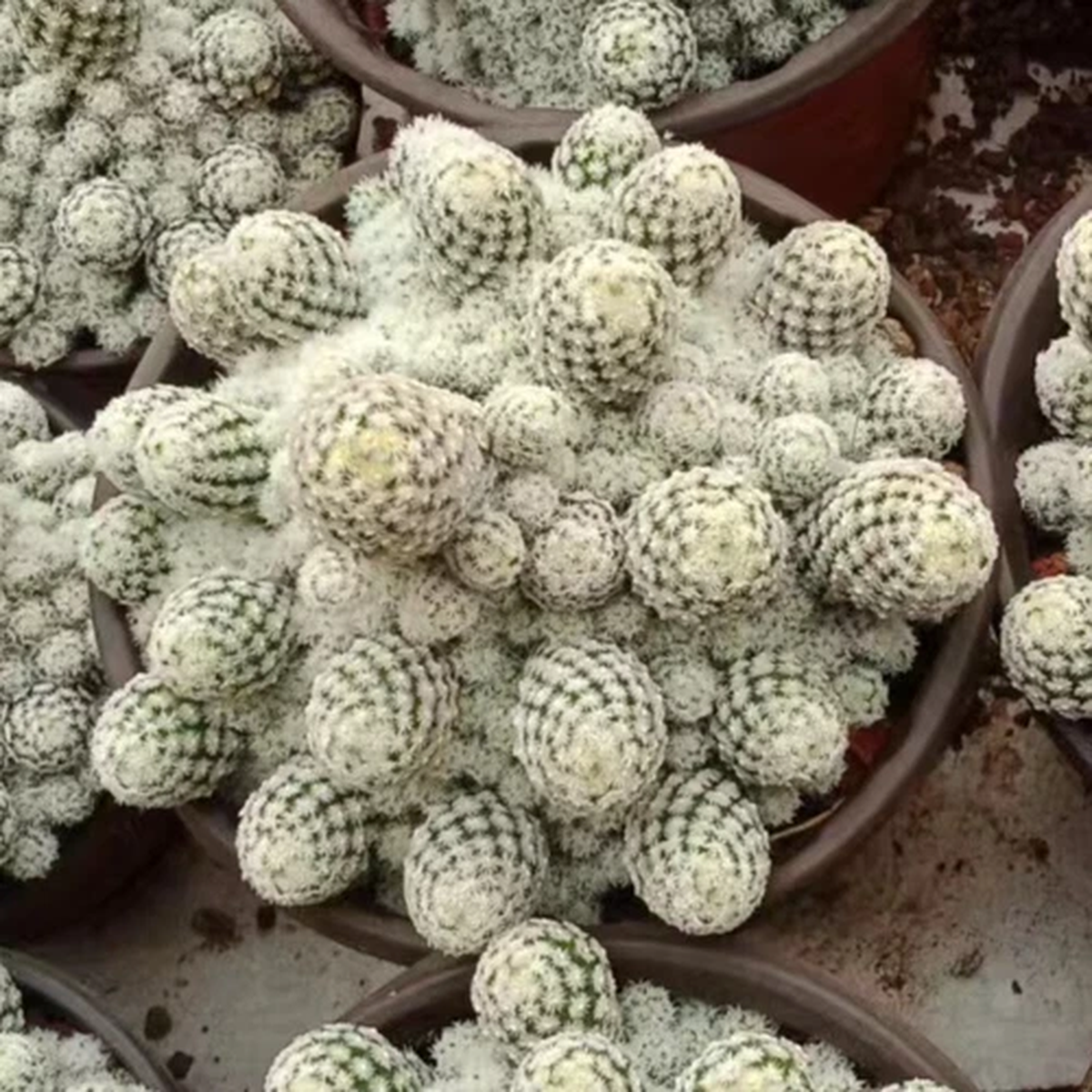 5-9CM Succulent Cactus Plant Escobaria SneediiMulti-HeadCactaceae Home Garden