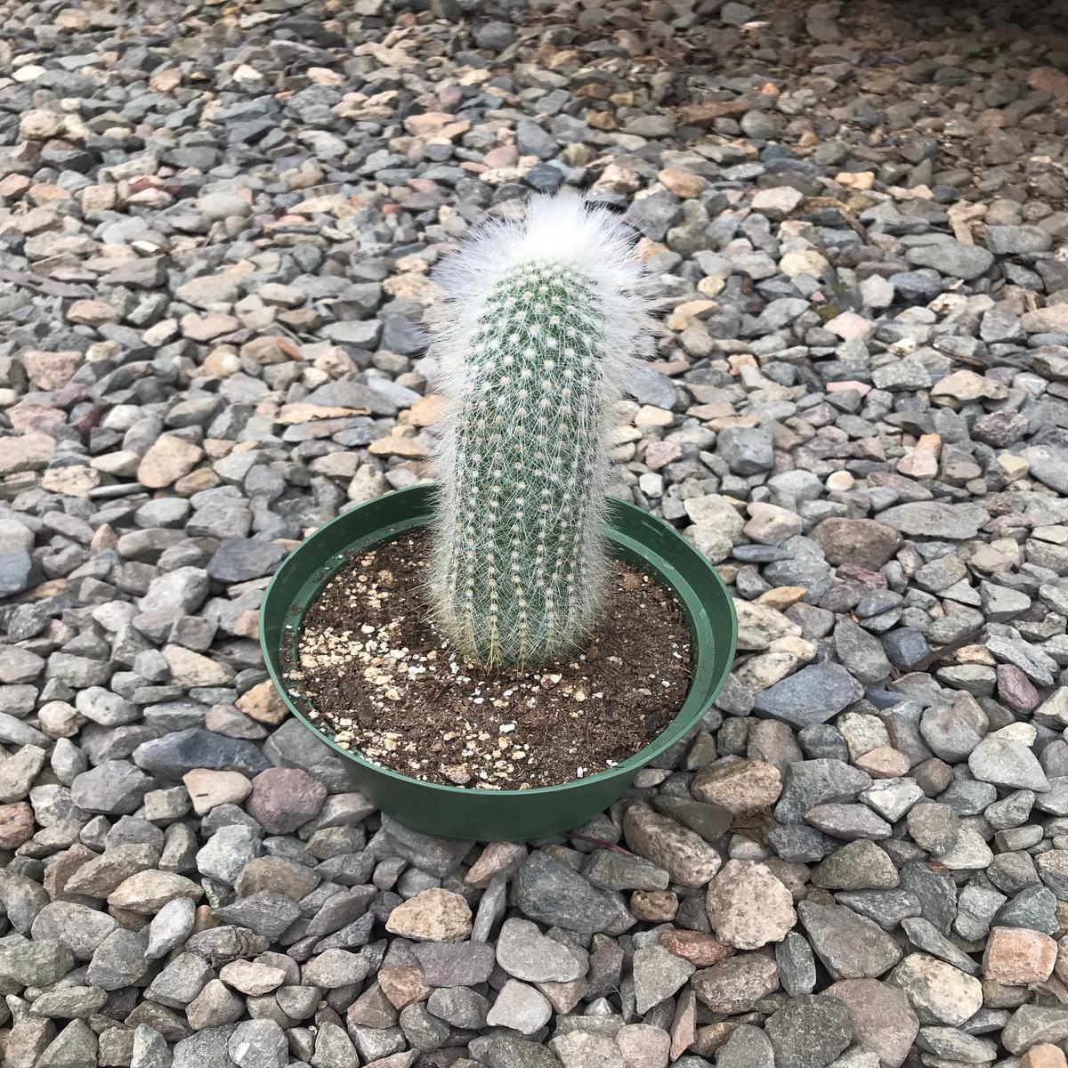 6" Cleistocactus Strausii