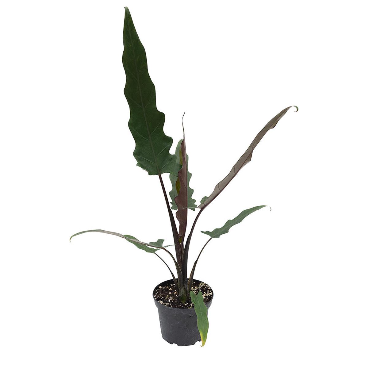 Alocasia 'Purple Sword' 6"