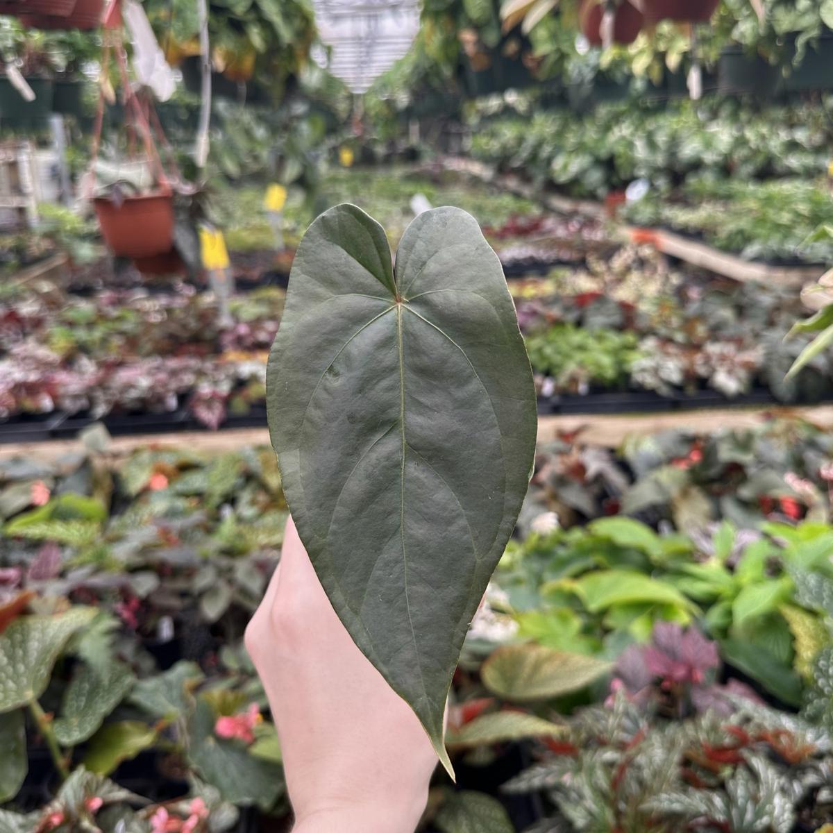 Anthurium magnificum/crystallinum x nigrolaminum 'Gigi'