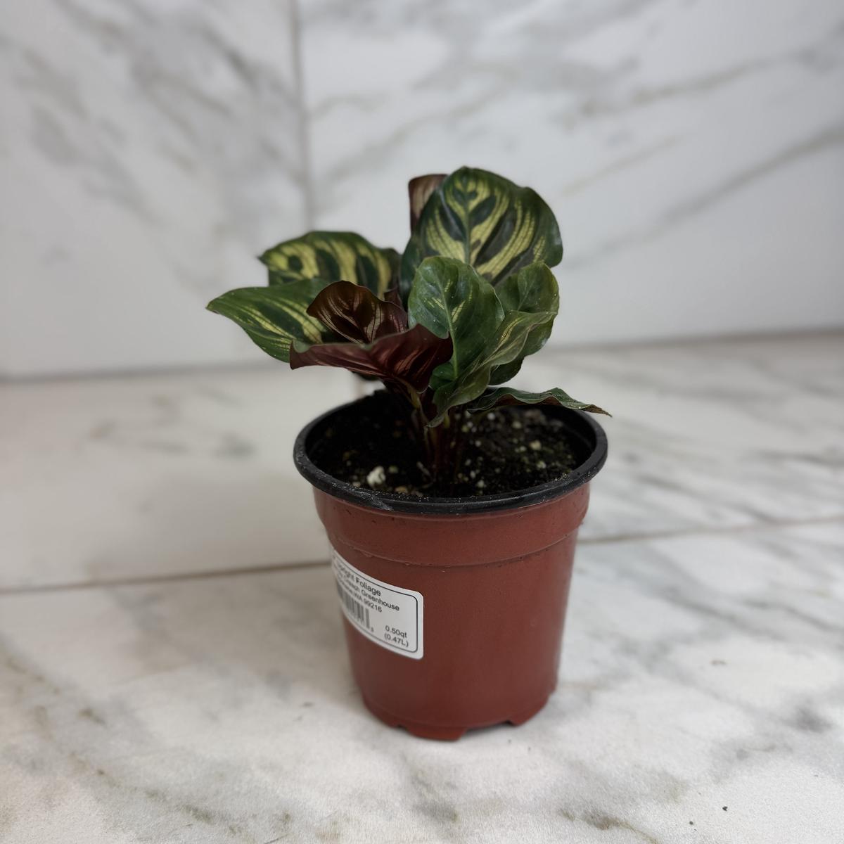 Calathea Burle Marxii, 4" Plant