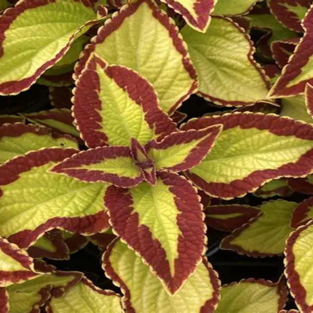 Coleus 'Stained Glassworks Velvet' 4''