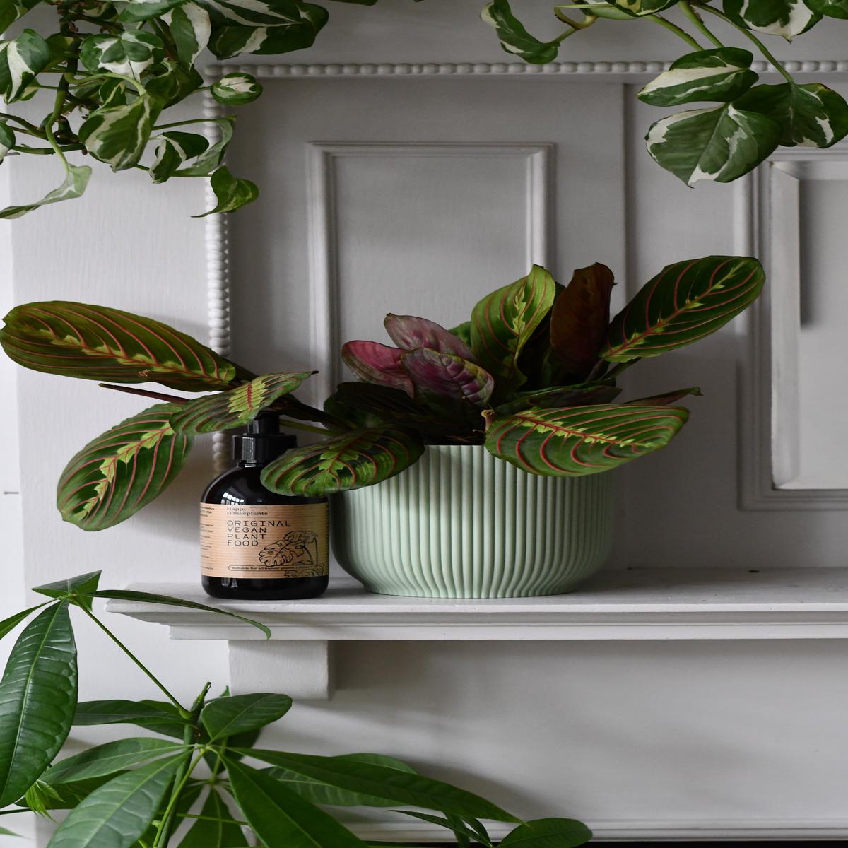Congratulations Gift  Maranta in Vibes Pot with Plant Food