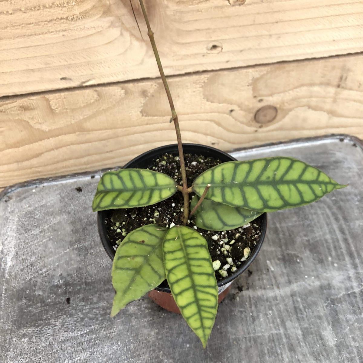 Hoya Callistophylla, 4" Plant