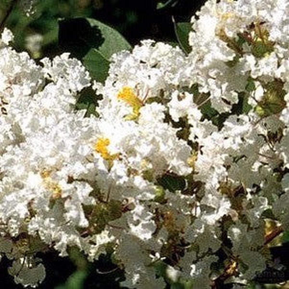 Lagerstroemia indica x L fauriei Acoma