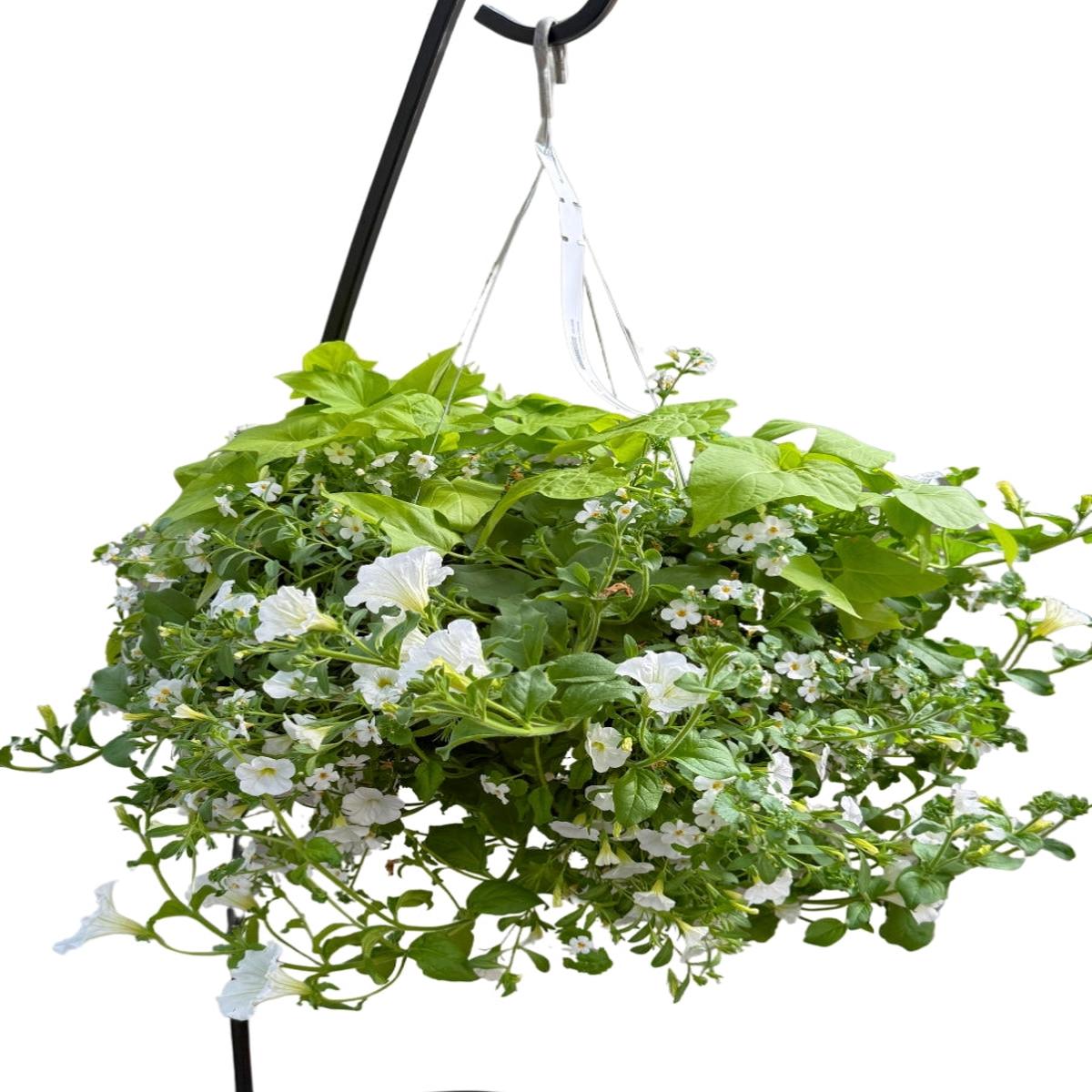 Mixed Basket Margurite White