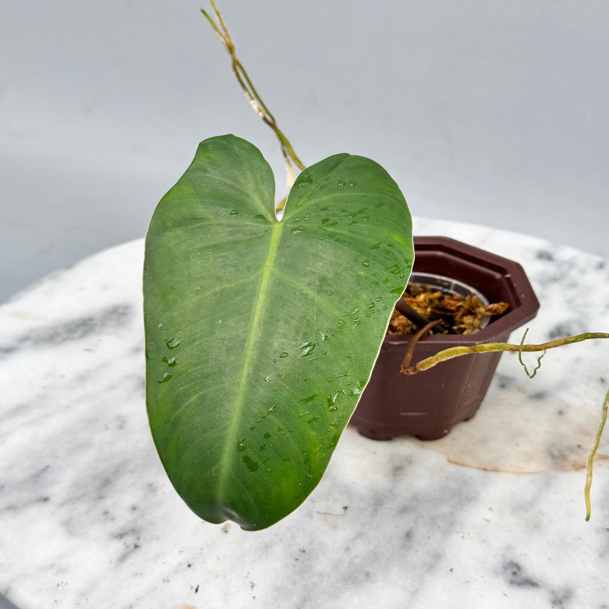 Philodendron ilsemanii (1 Leaf Cutting)