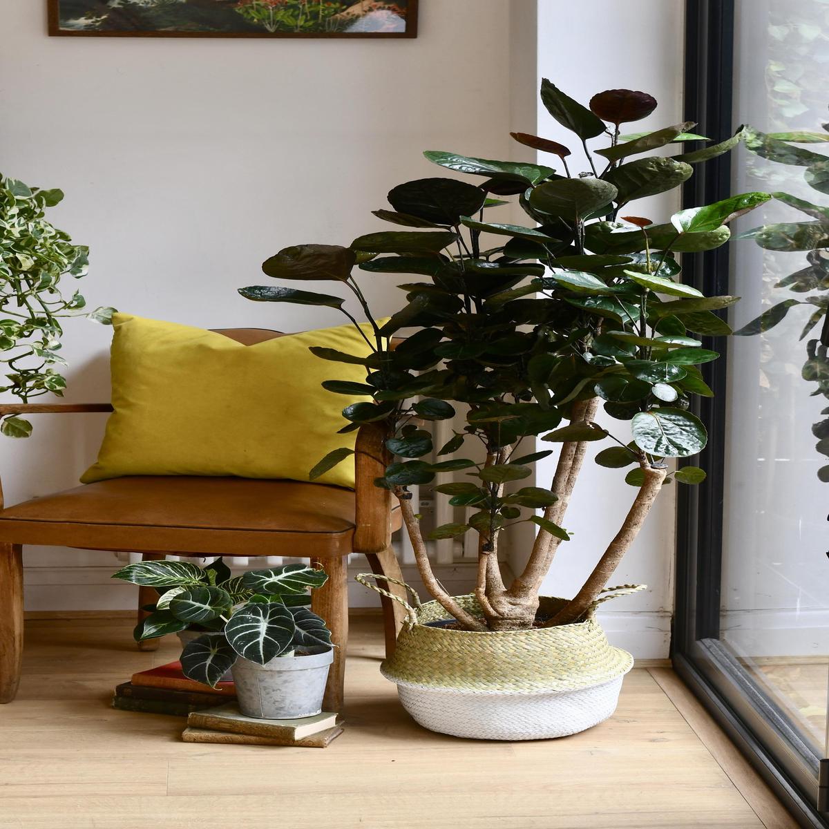 Polyscias Fabian (Aralia Fabian)
