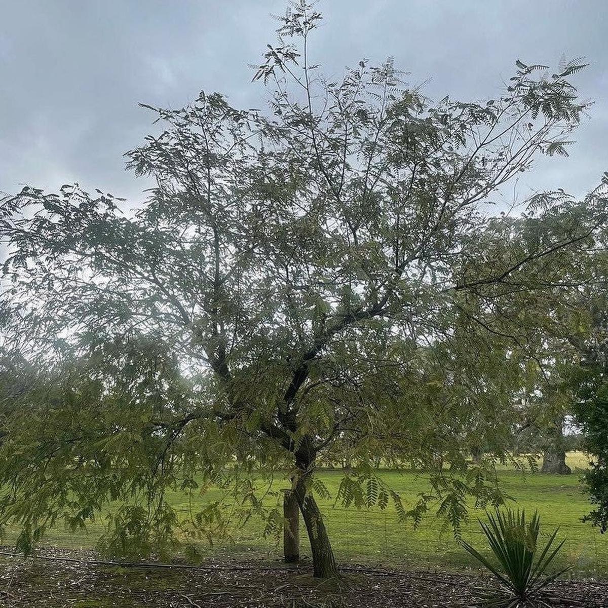 Pterocarya stenoptera