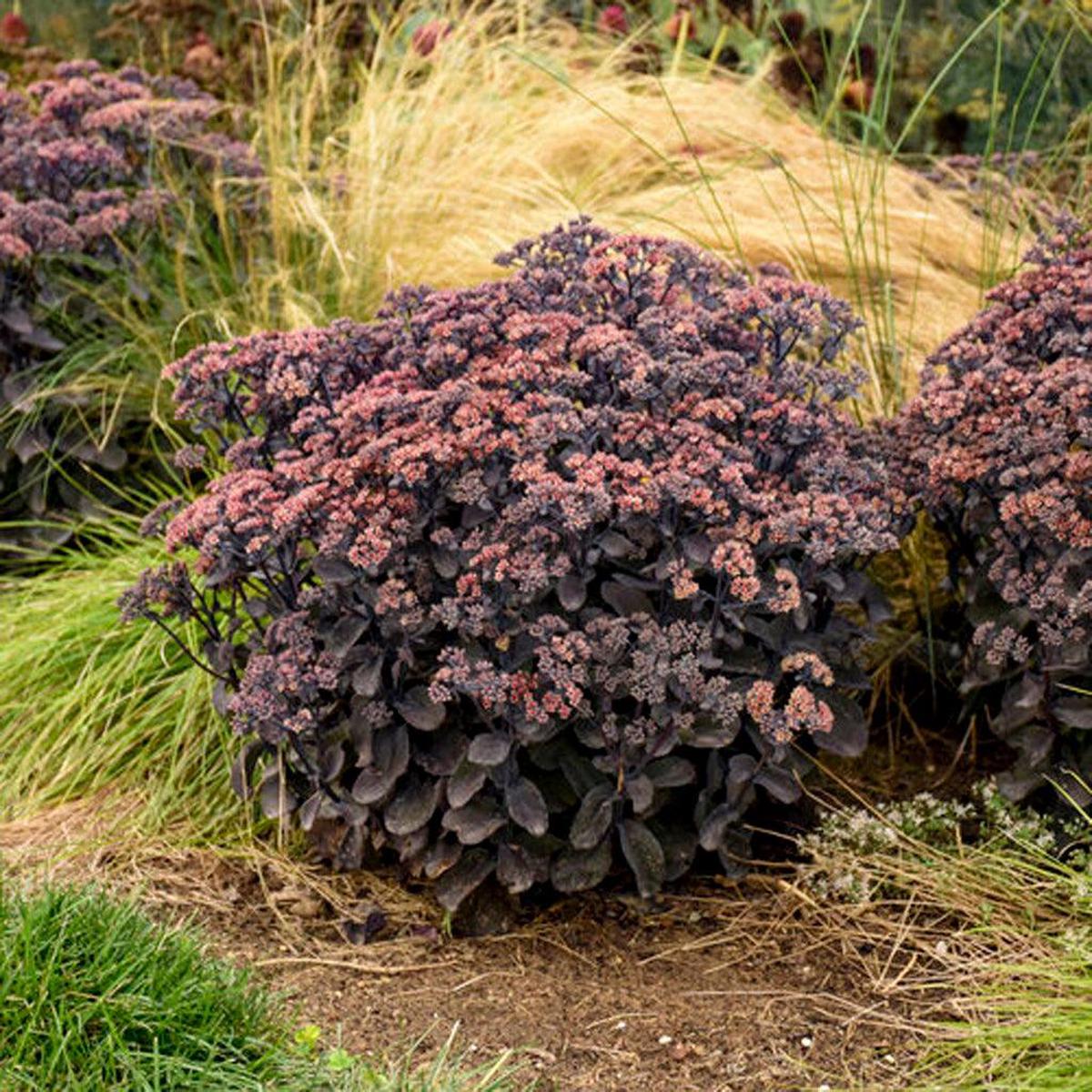 Rock 'N Grow Black In Black Stonecrop Pw # 1 PW Cont