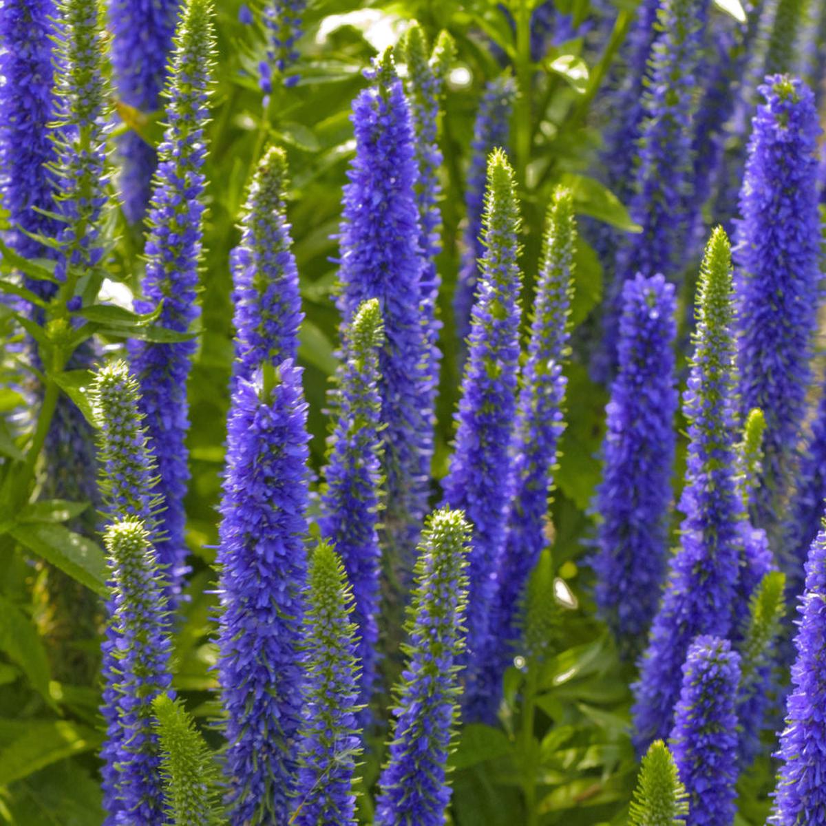 Royal Candles Speedwell (Veronica spicata 'Royal Candles') - 1 gallon