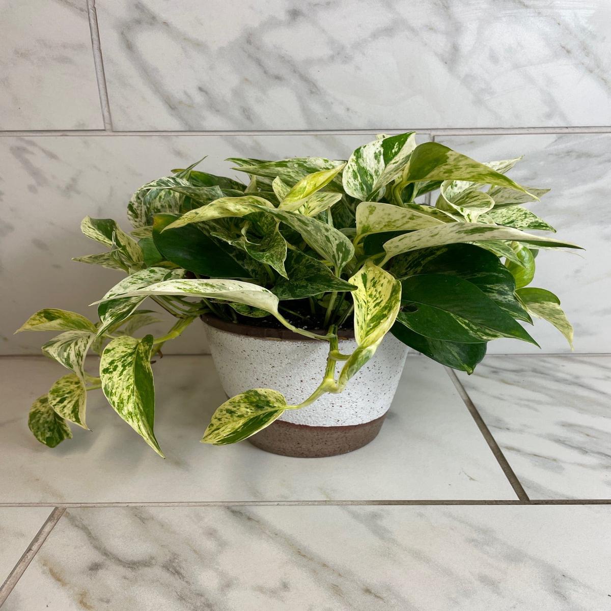 Scindapsus Marble Prince, 6" Plant