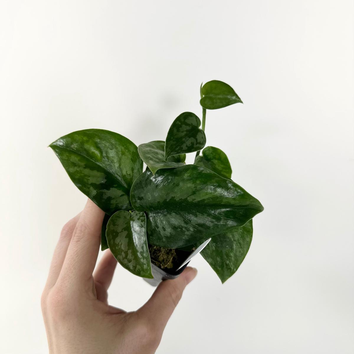 Scindapsus pictus 'Black Mamba'