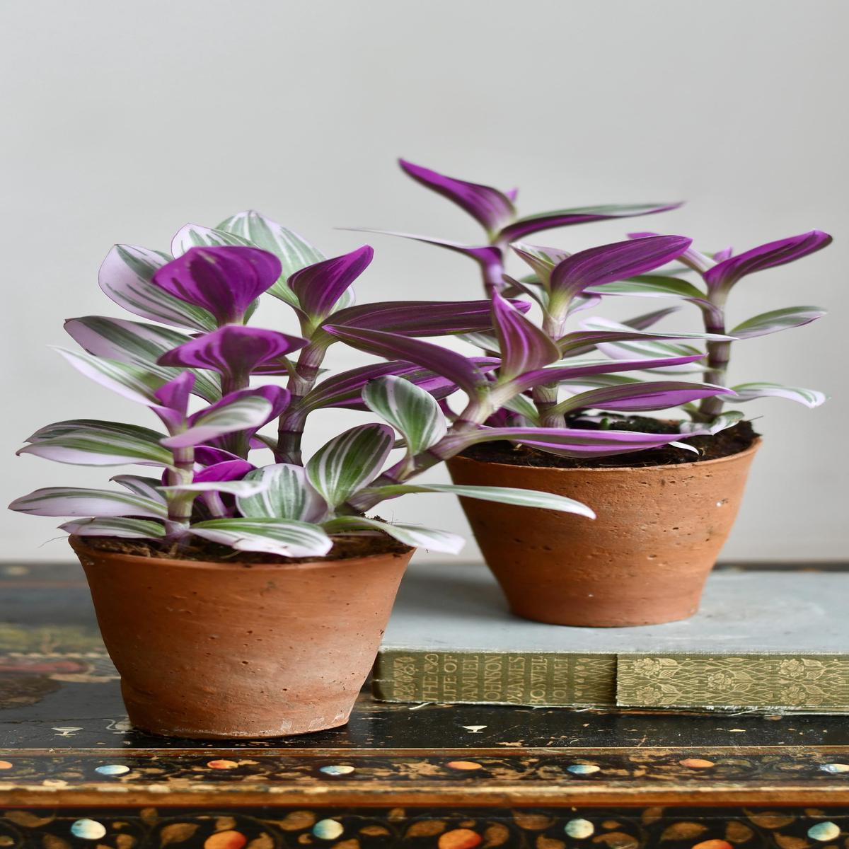Tradescantia Nanouk | Easy-Care Indoor Plant  Happy Houseplants