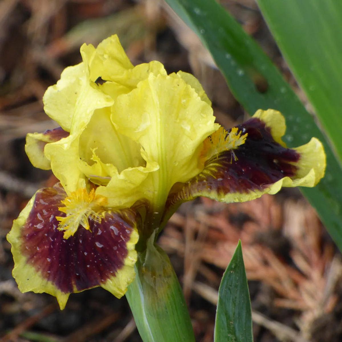 Ultimate Dwarf Bearded Iris