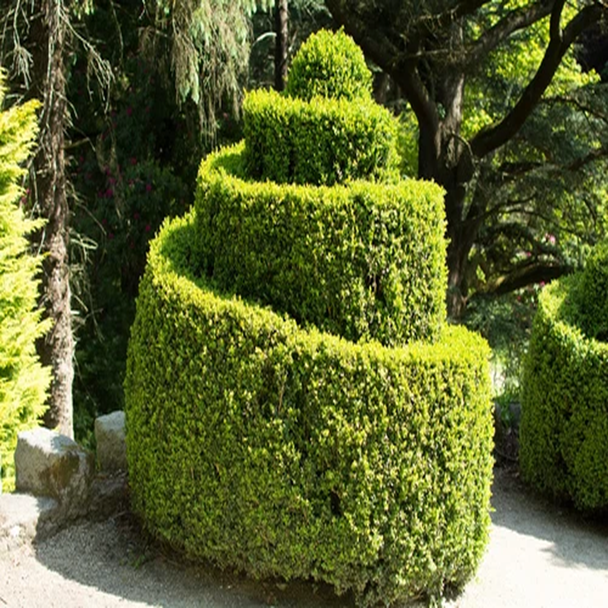 30 AMERICAN BOXWOOD Common Buxus Sempervirens European Box Shrub Seeds