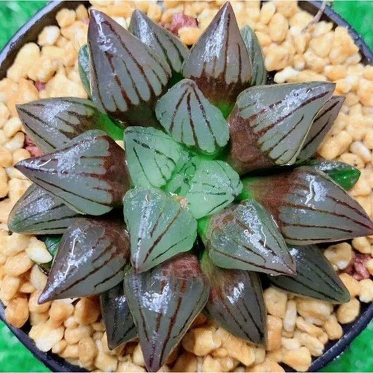 5CM Succulent Plant Haworthia Magnifica Atrofusca Home Garden Beautiful Plant