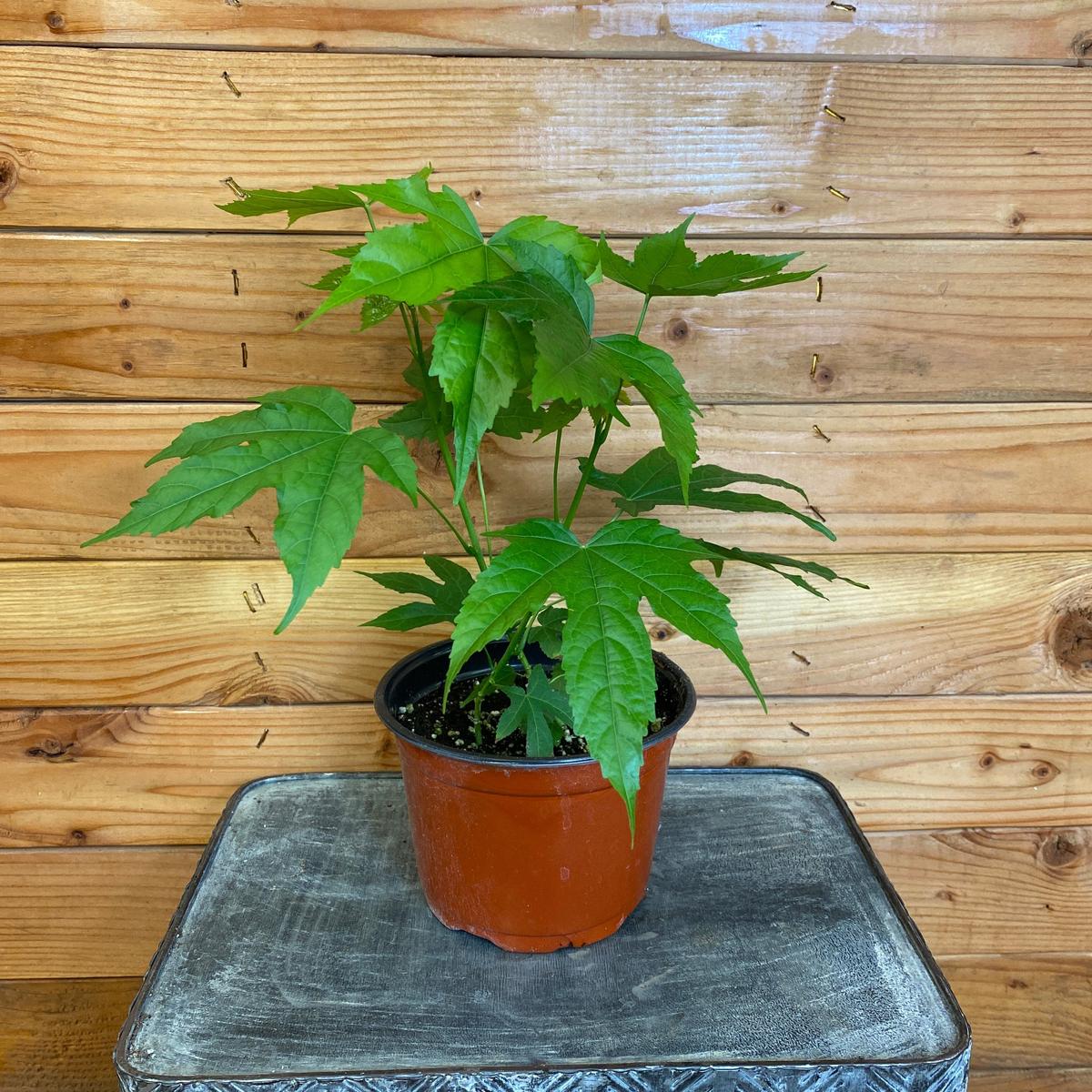 Abutilon Red Tiger, 6" Plant