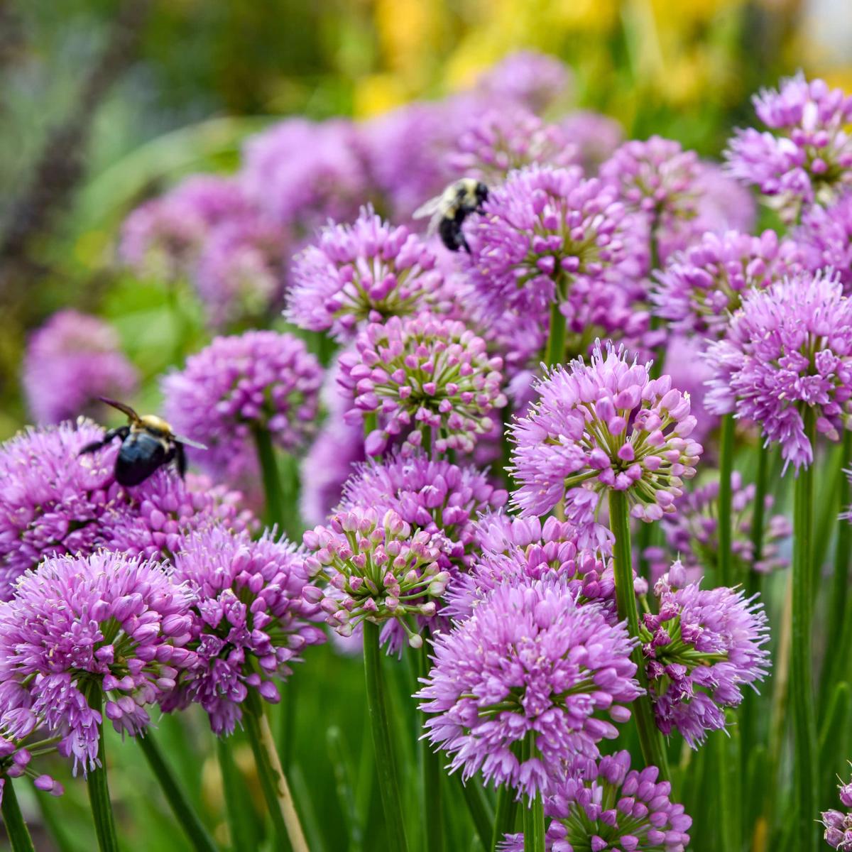 'All the Buzz' Ornamental Onion (Allium hybrid) | Proven Winners New Variety 2027