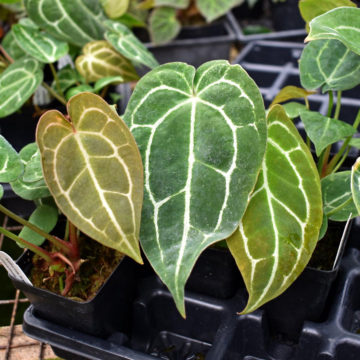 Anthurium forgetii/'Ace of Spades' x crystallinum