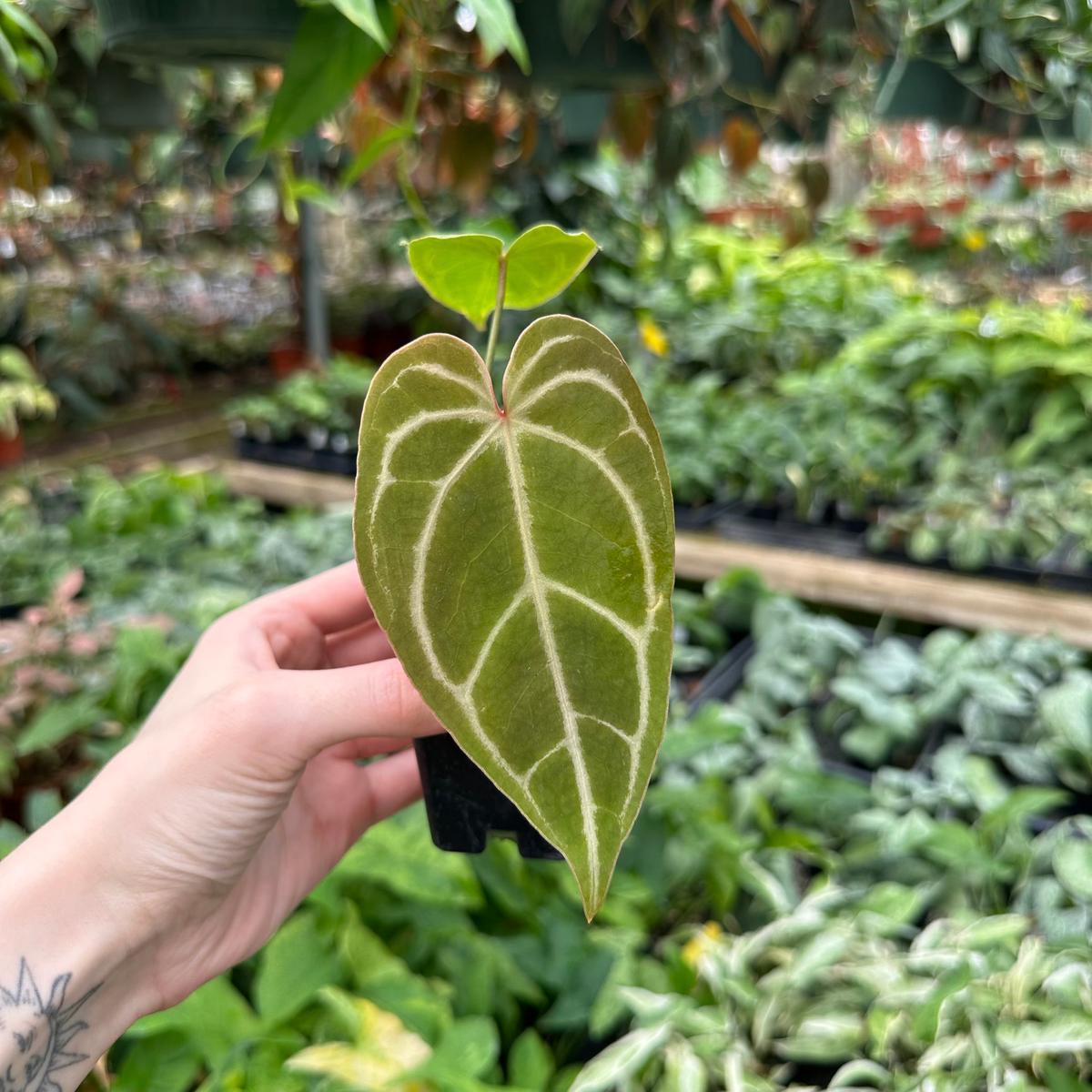 Anthurium magnificum verde x Zara