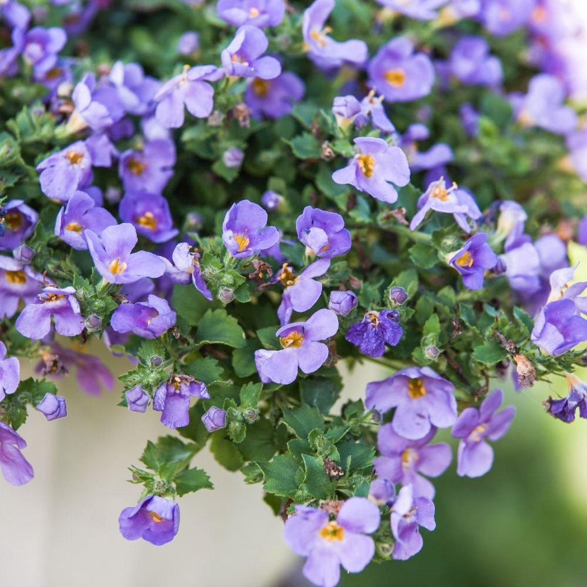 Bacopa Megacopa Blue 4