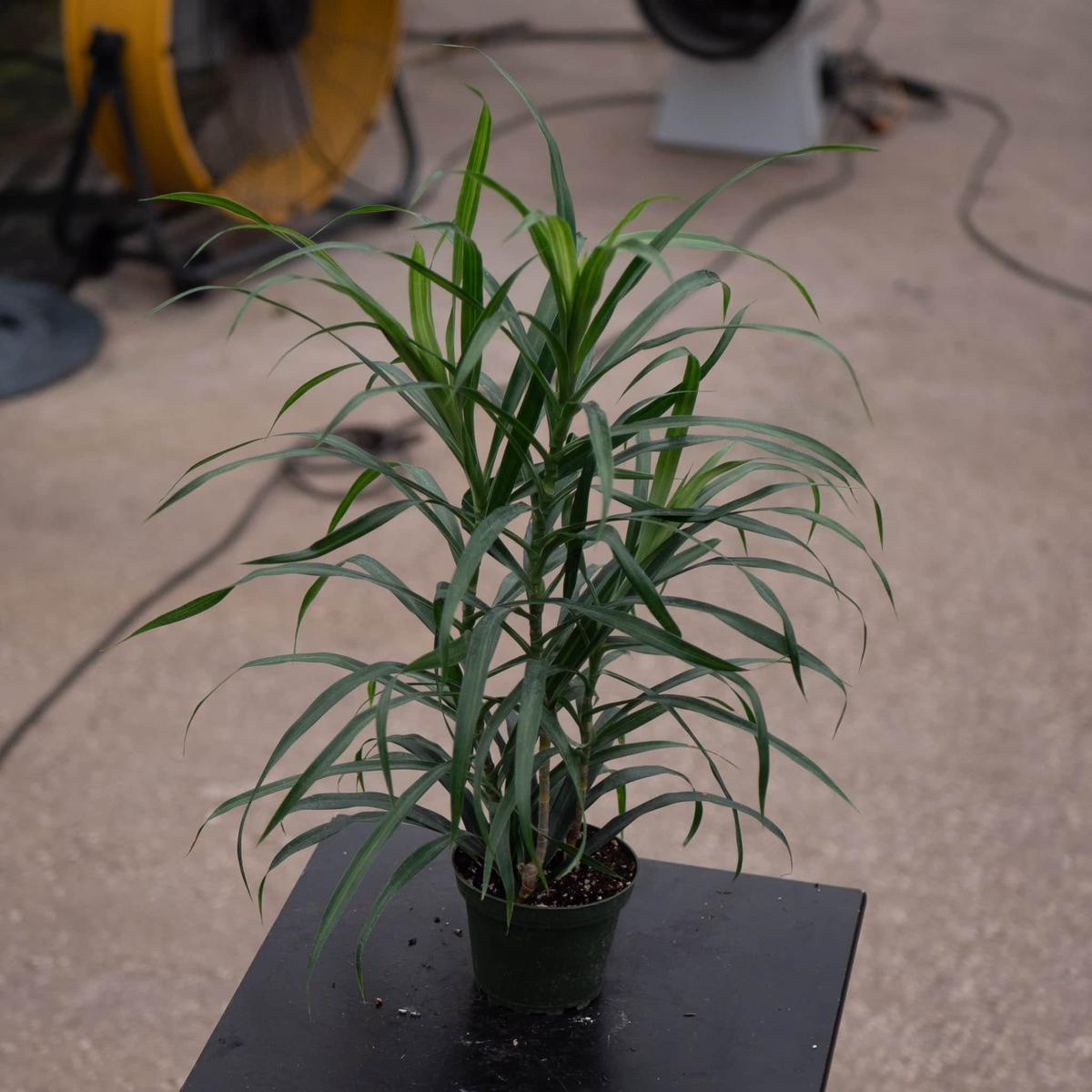 Dracaena reflexa 'Anita Variegata'