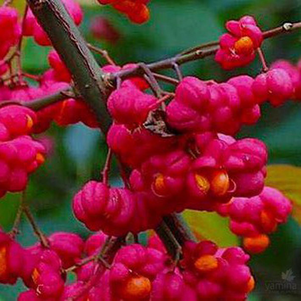Euonymus europeus