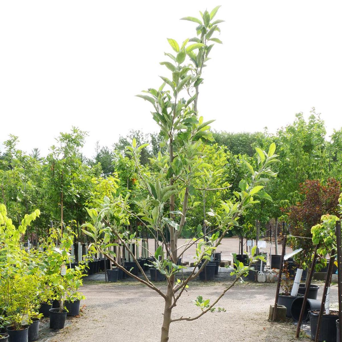 Granny Smith Apple Semi-Dwarf Tree