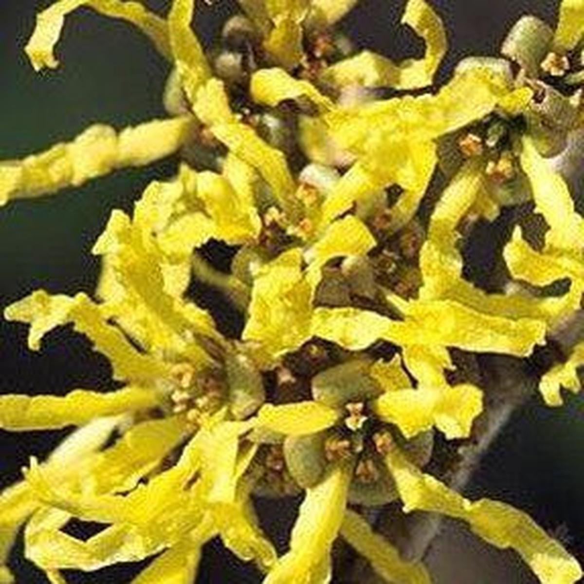 Hamamelis japonica Zuccariniana