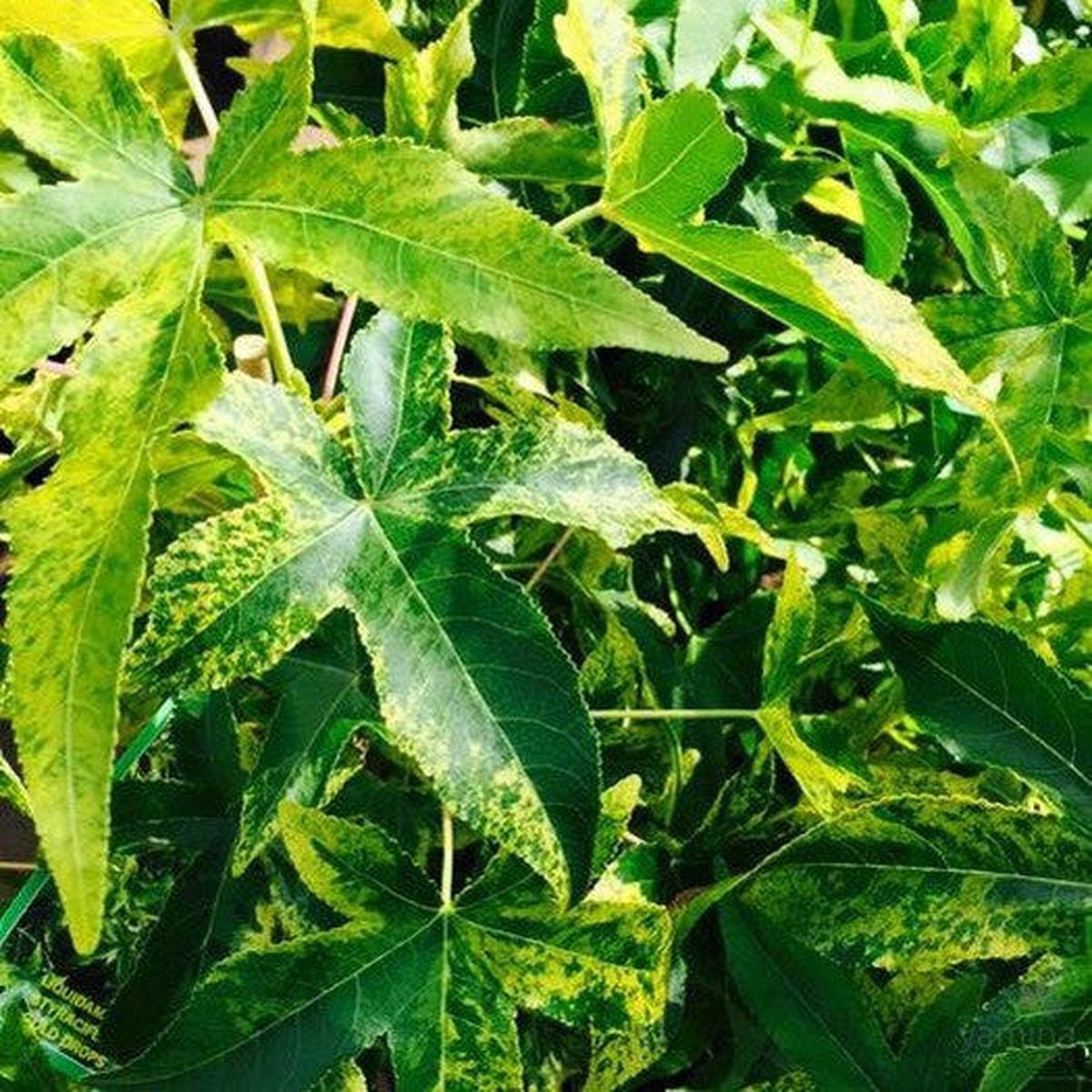 Liquidambar styraciflua Gold Drops