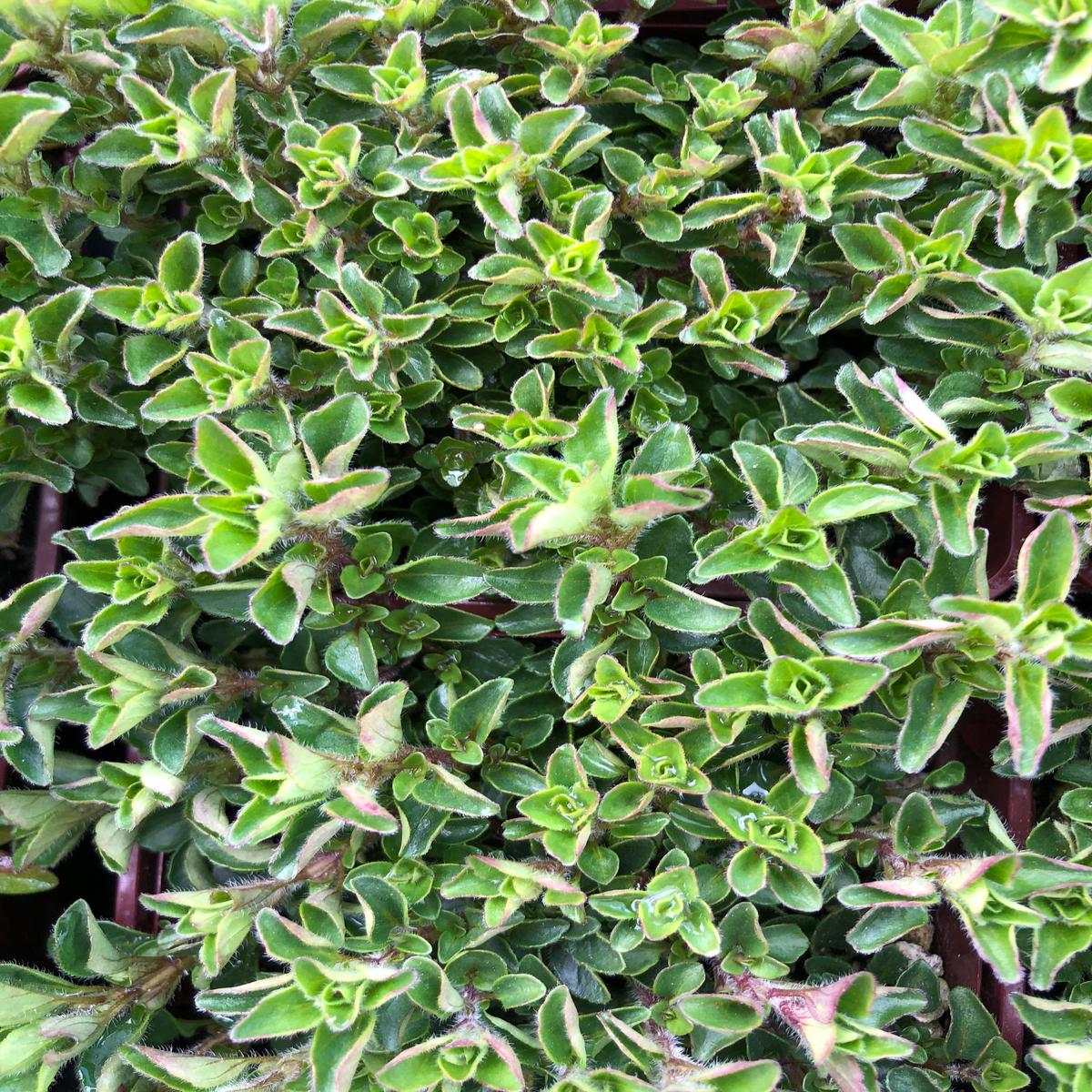 Marjoram Dwarf 4