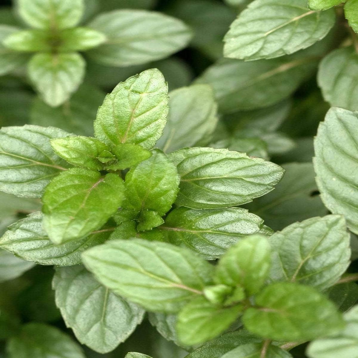 Mint Julep 4''