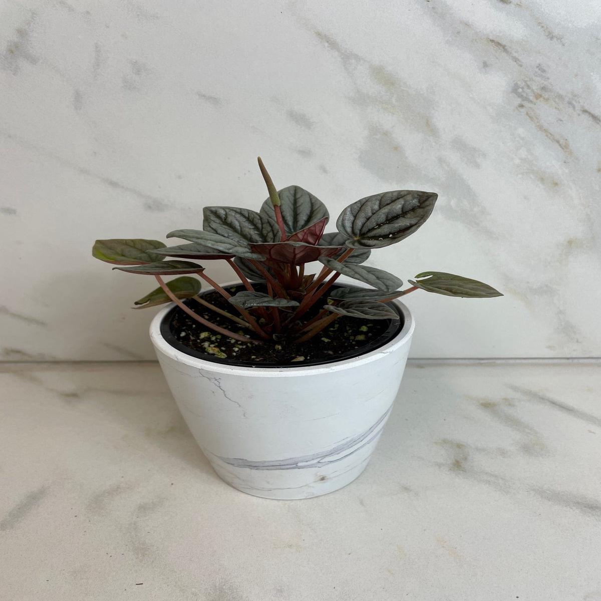 Peperomia Caracas, 4" Plant