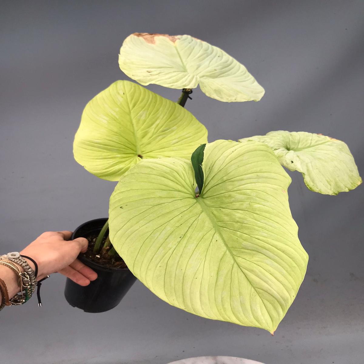 Philodendron mamei variegata mint