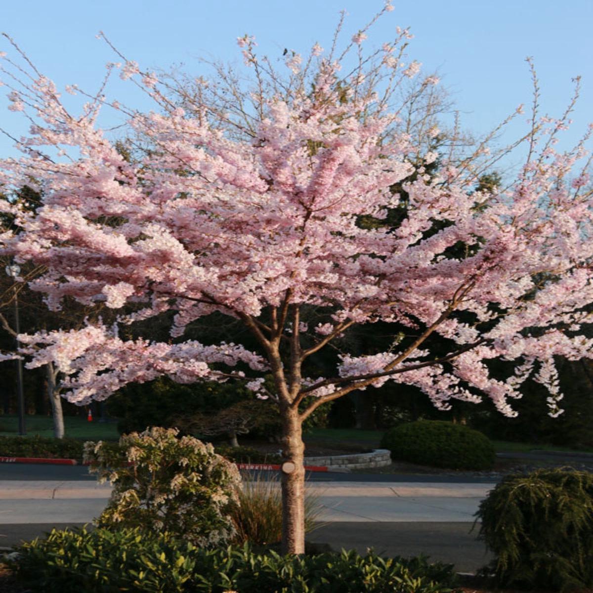 Prunus 'Akebono' | Flowering Cherry 10G