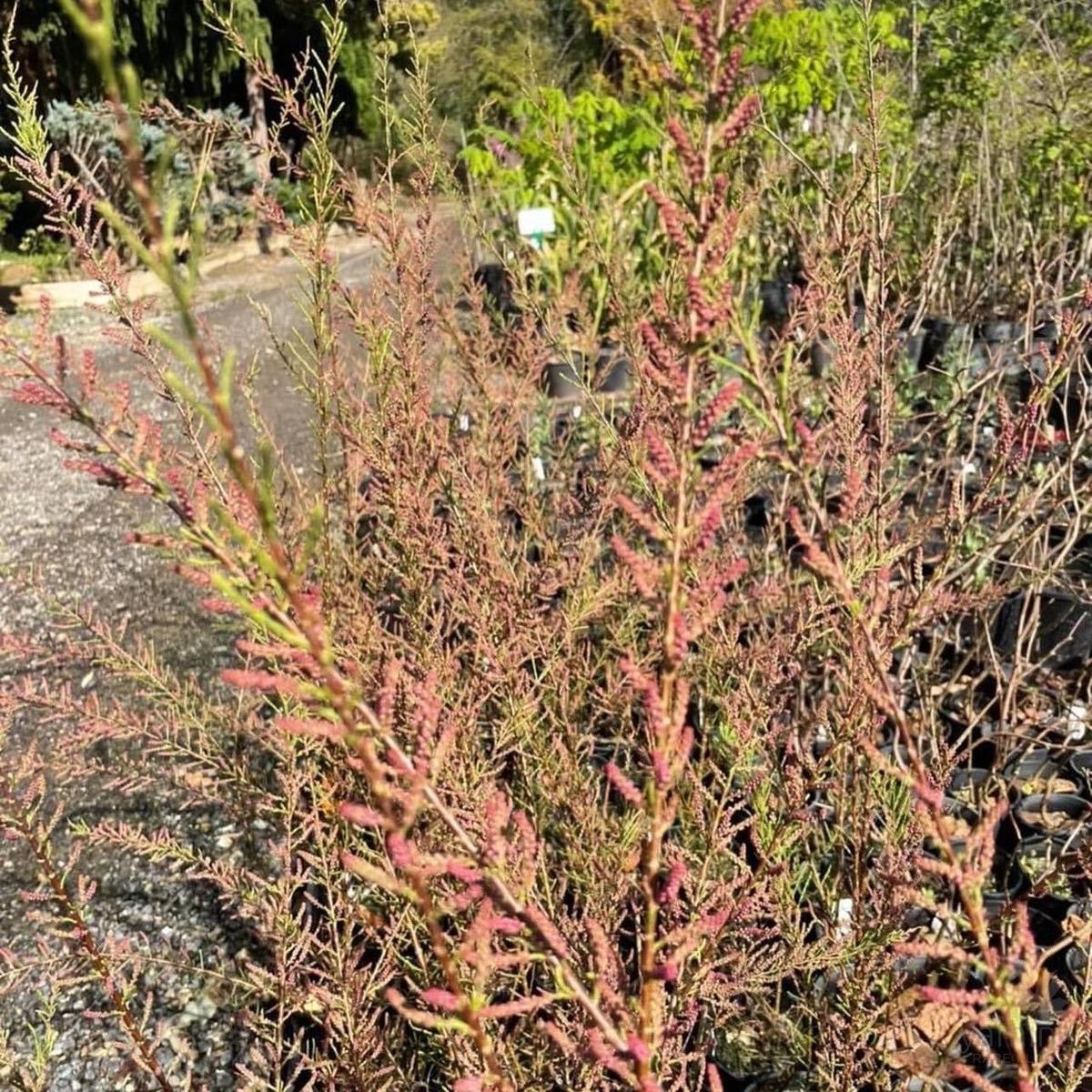 Tamarix parviflora