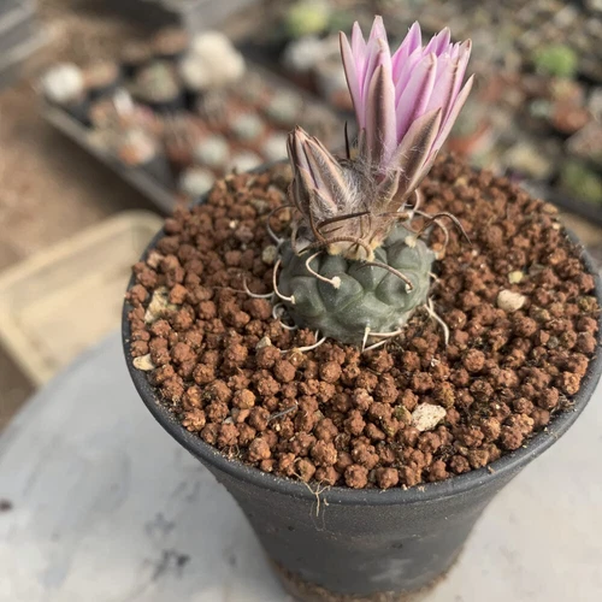 2-3CM Succulent Cactus Plant Turbinicarpus Schmiedickeanus Schwarzii Cactaceae