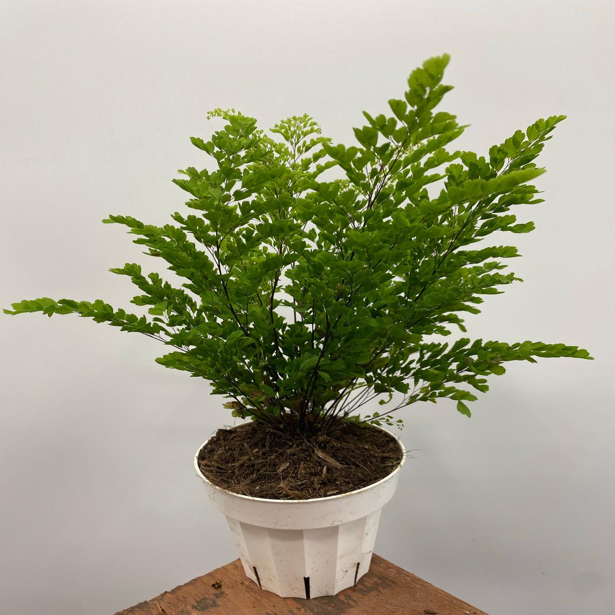4" Fern, Maidenhair 'Lisa'