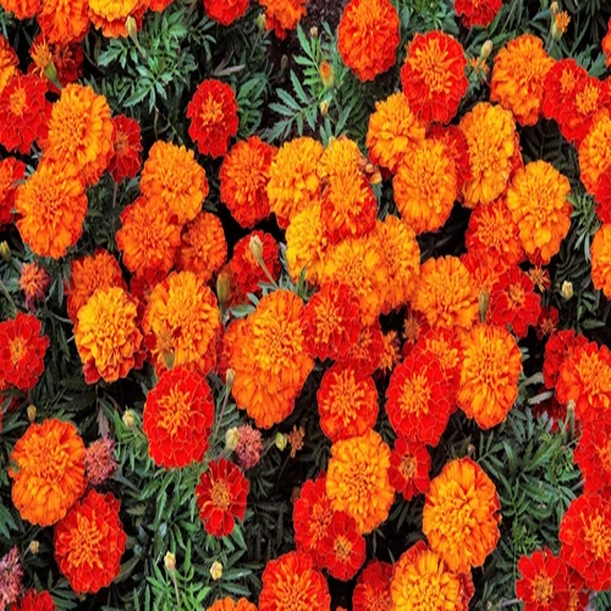 400 FRENCH MARIGOLD SPARKY Mixed Colors Calendula Flower Seeds *Flat S/H